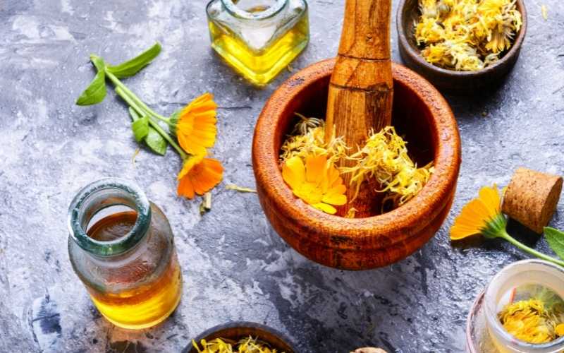 calendula-apaisement-coup-de-soleil